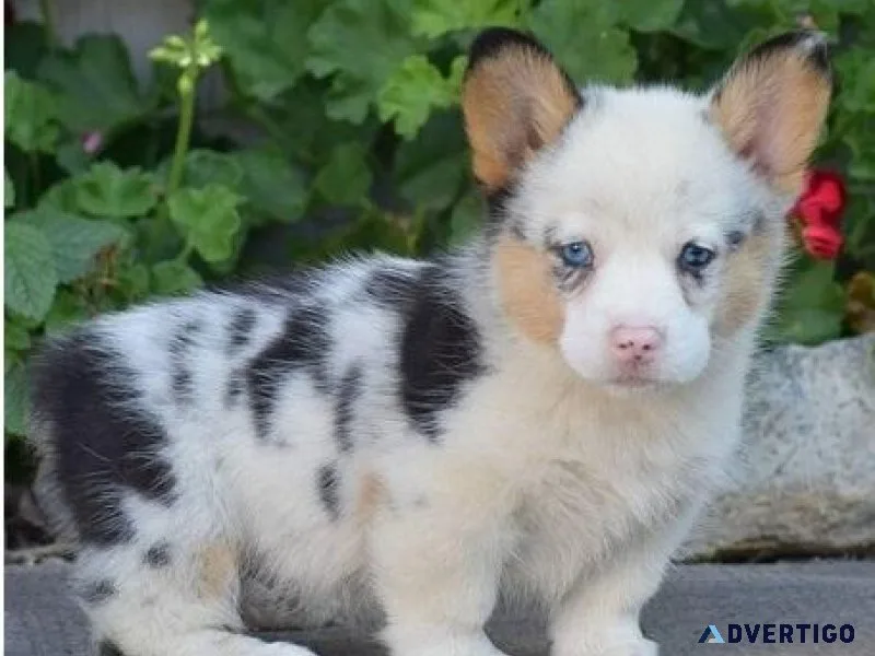 Affordable Pembroke Welsh Corgi Pups