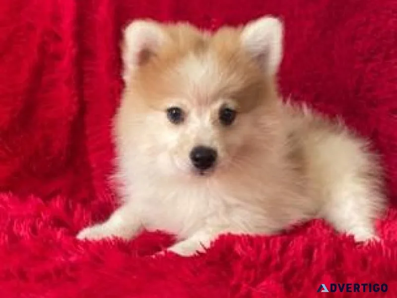Pomeranian Puppies