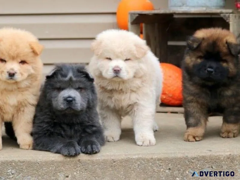 Adorable Chow Chow Puppies