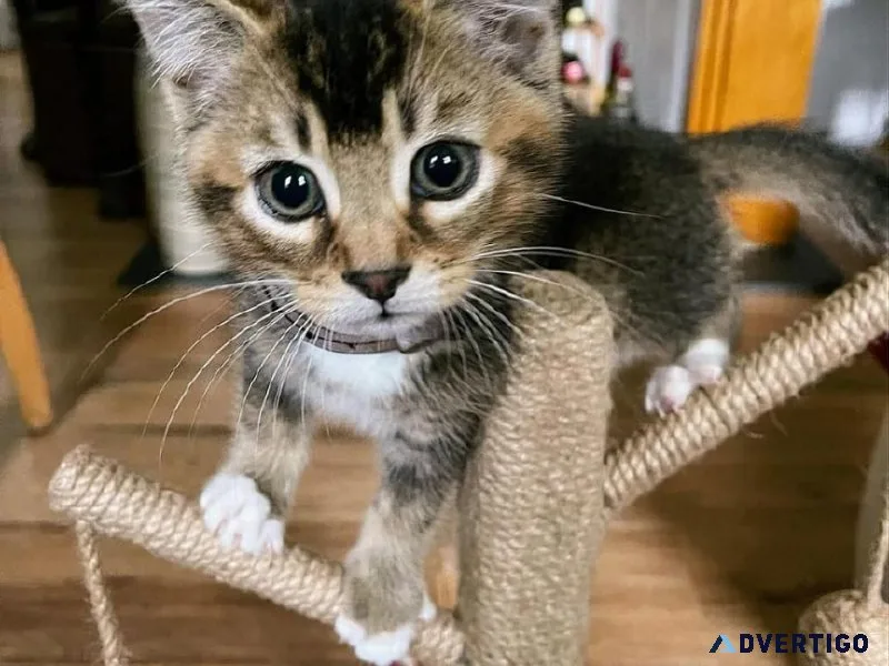 Australian Mists kittens available looking for a home
