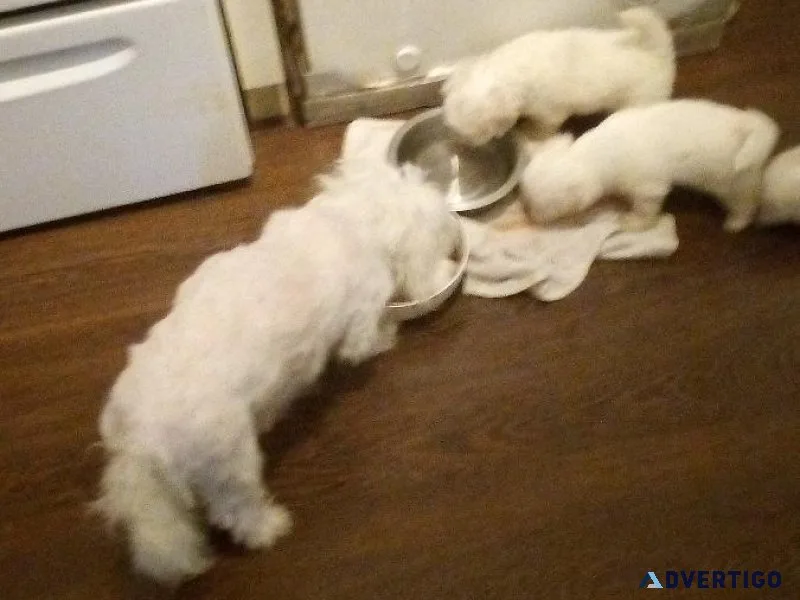 Maltese puppies rehoming fee