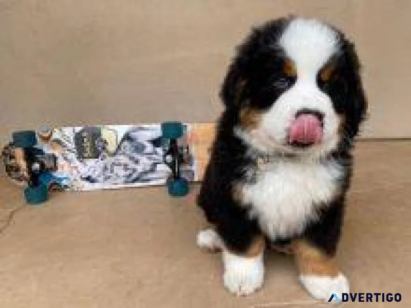 Cute Bernese Mountain Dog Puppies