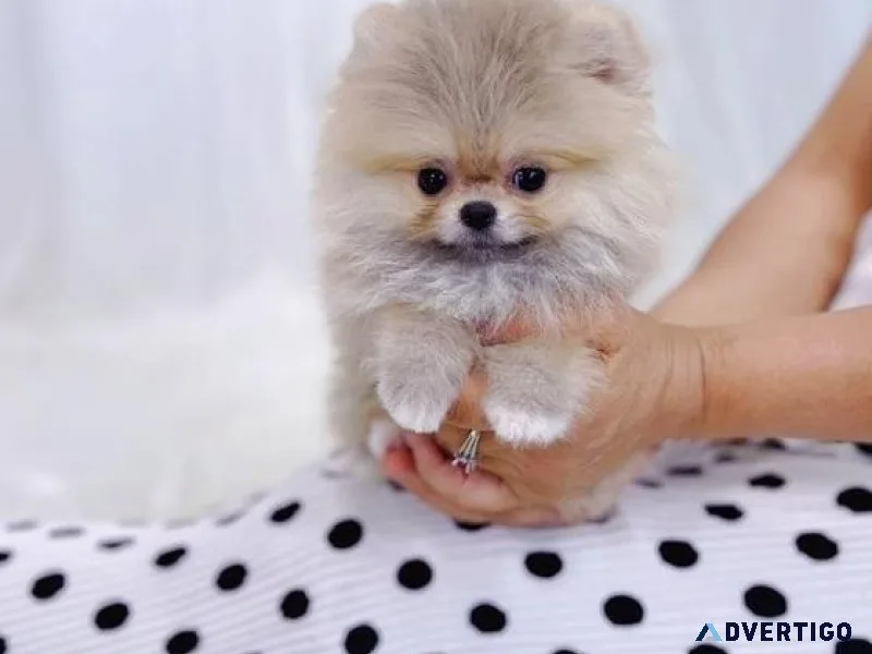 Stunning Teacup Pomeranian puppies