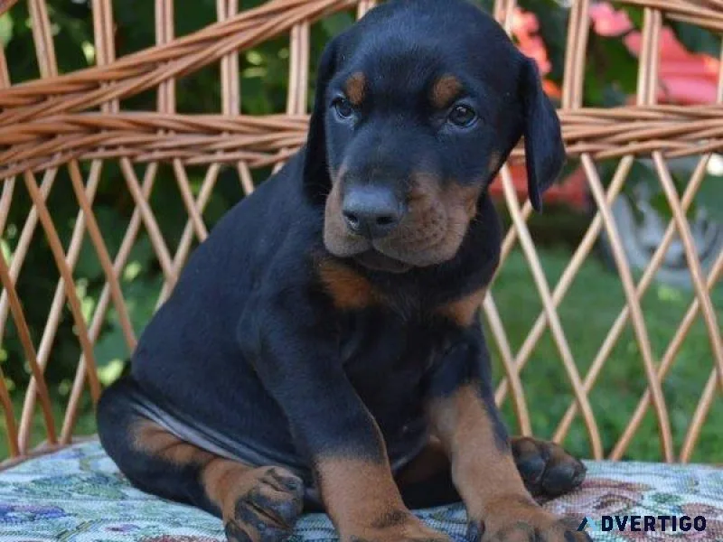 AKC Doberman Puppies Available