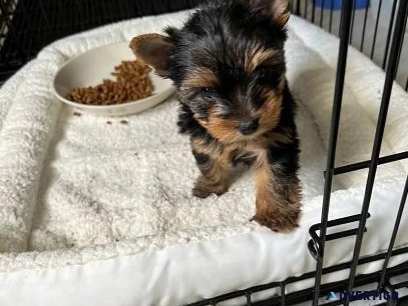 bdhgt Yorkie puppies