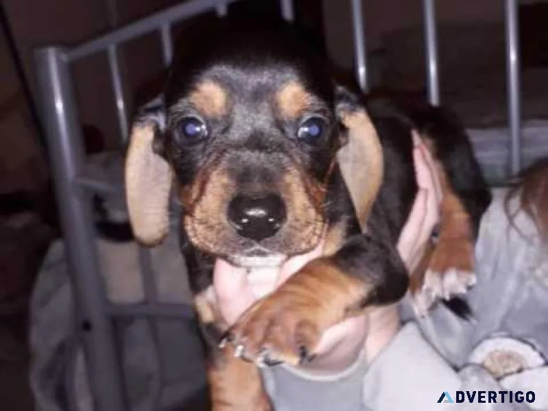 Dachshund puppies