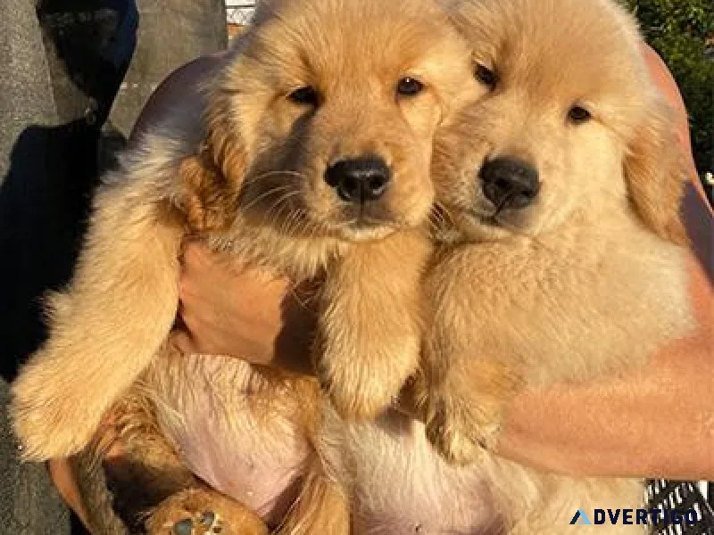 Trained Golden Retriever Pups