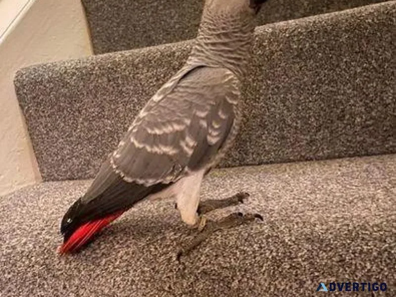 Hand reared African Grey Parrots