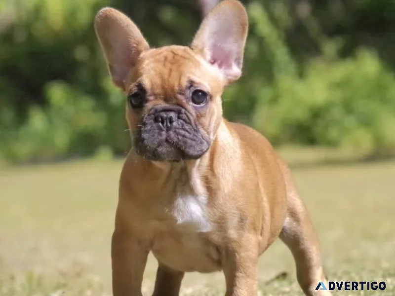 Female French bulldog for sale 2000