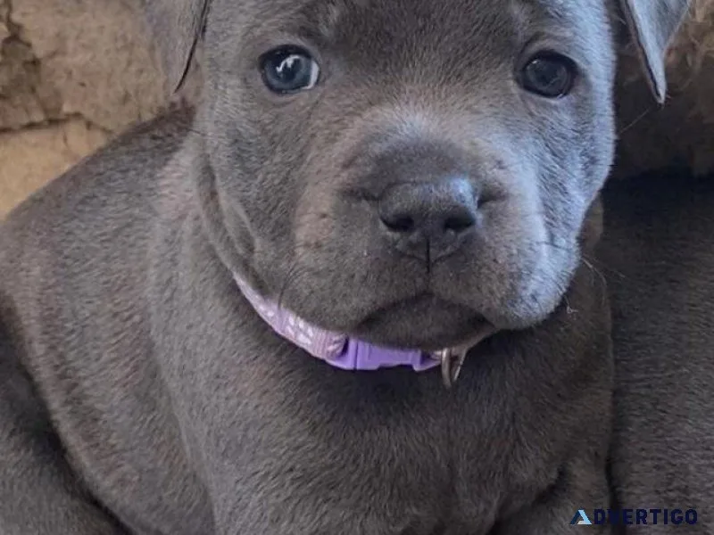 blue Staffordshire bull terriers