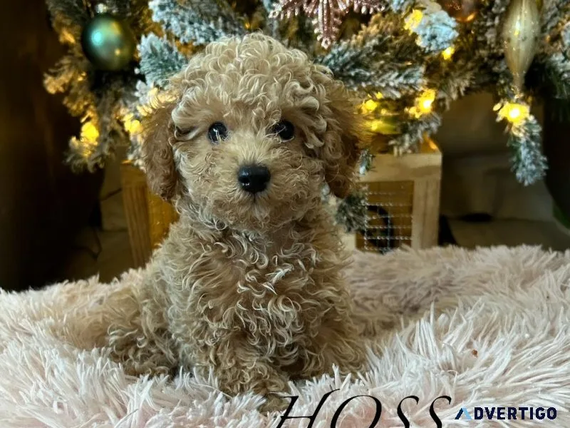 Purebred poodle puppies