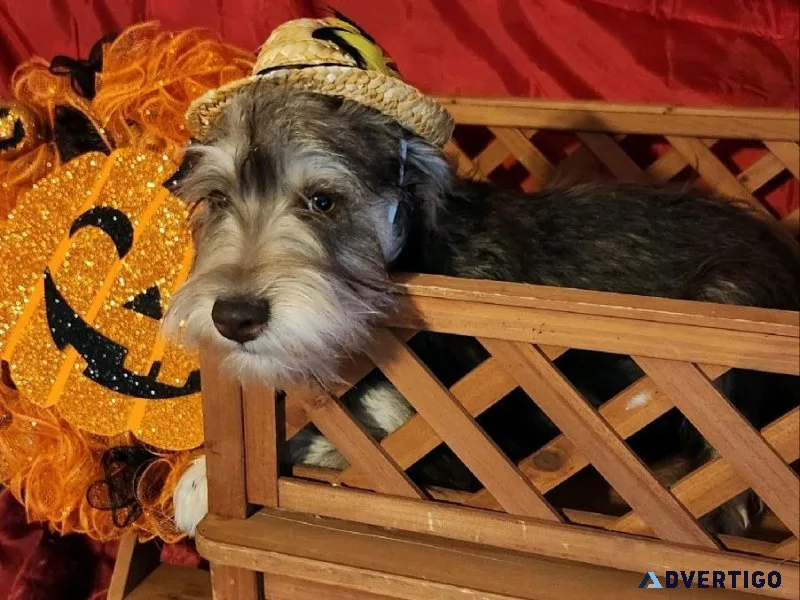 Min.Schnauzers Puppies
