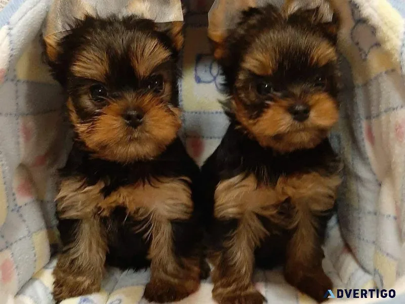 Puppies available for adoption.