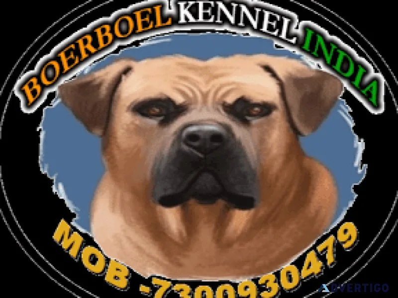 Sweet and friendly French bulldog pup in 7300930479