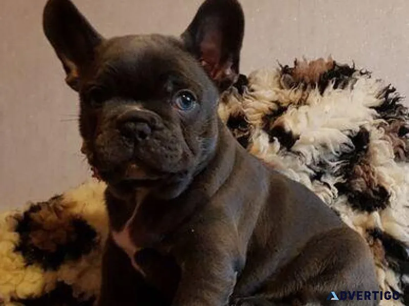 Adorable French Bulldog Puppies