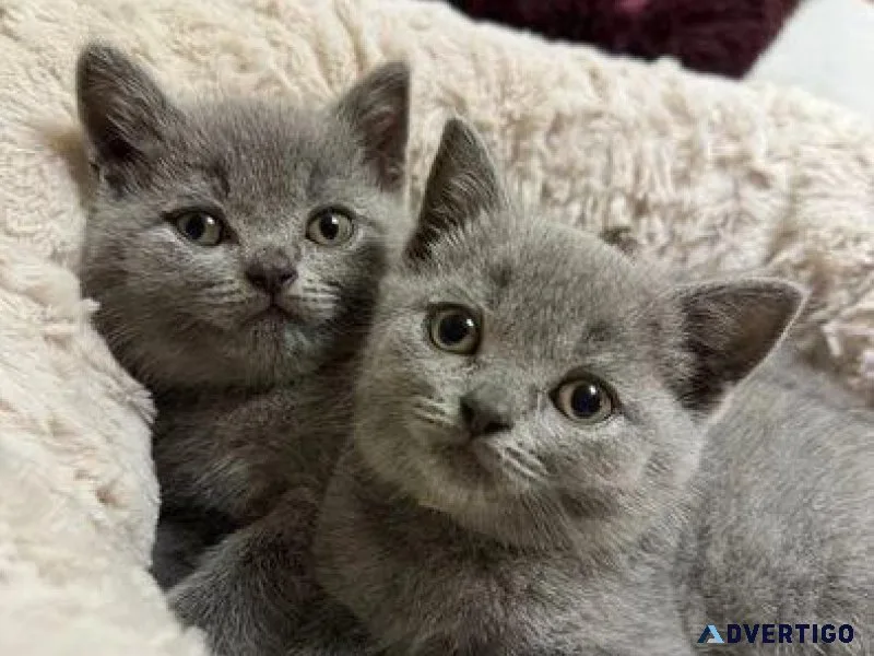 GCCF Champion Line Blue British Shorthair