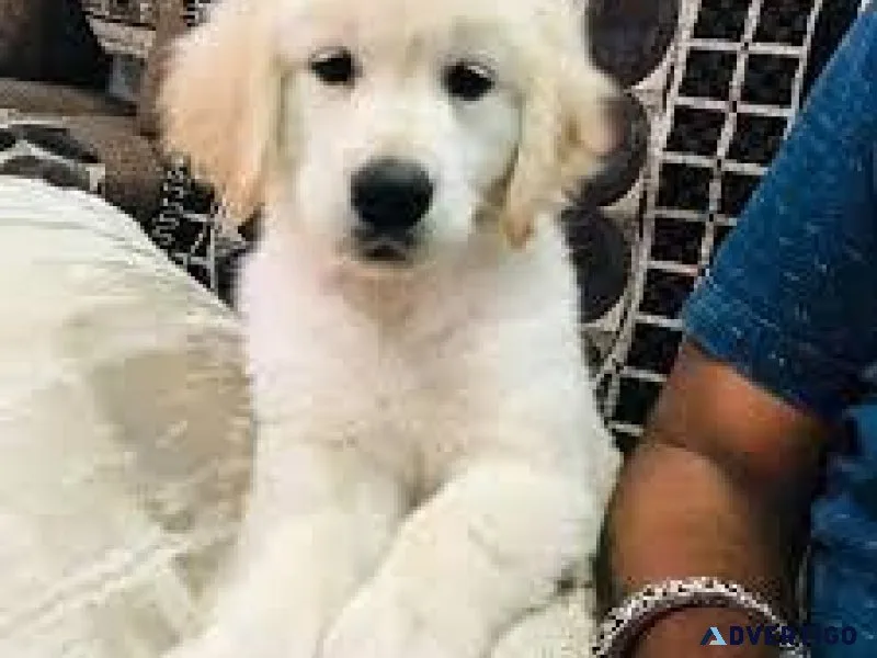 Golden Retriever Puppies 