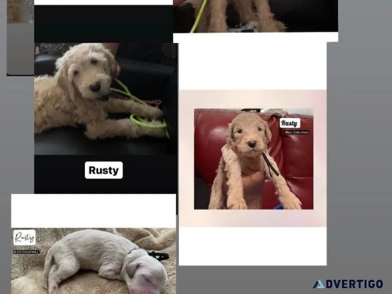 4 Goldendoodle puppies Call (347)819-8201