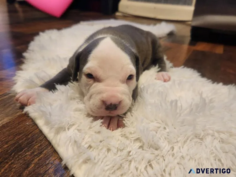Blue Nose pit puppies