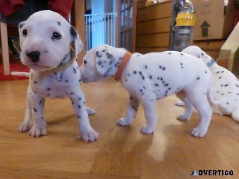 Lovely Dalmatian Puppies