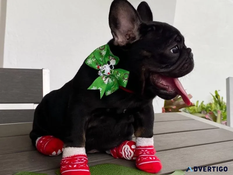 French Bulldog females