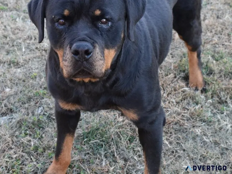 Big Female Rottweiler