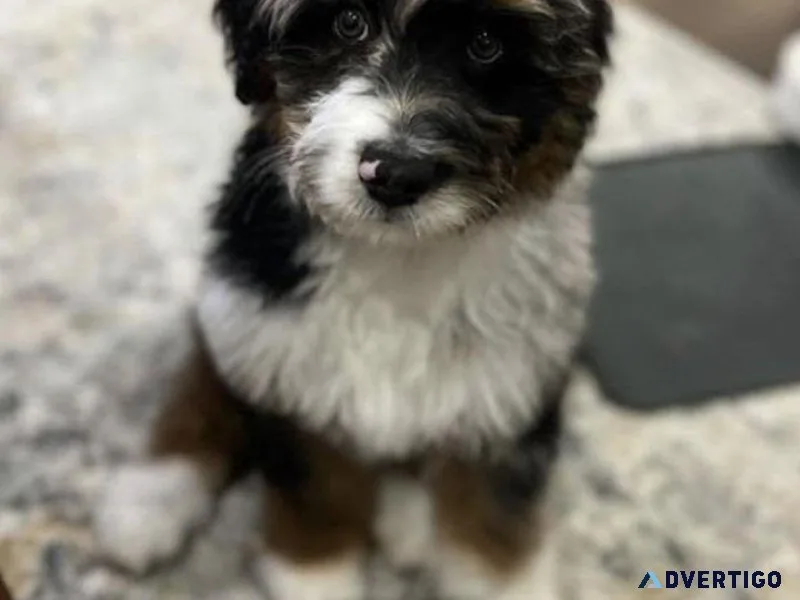 Cute Aussiedoodle Pups