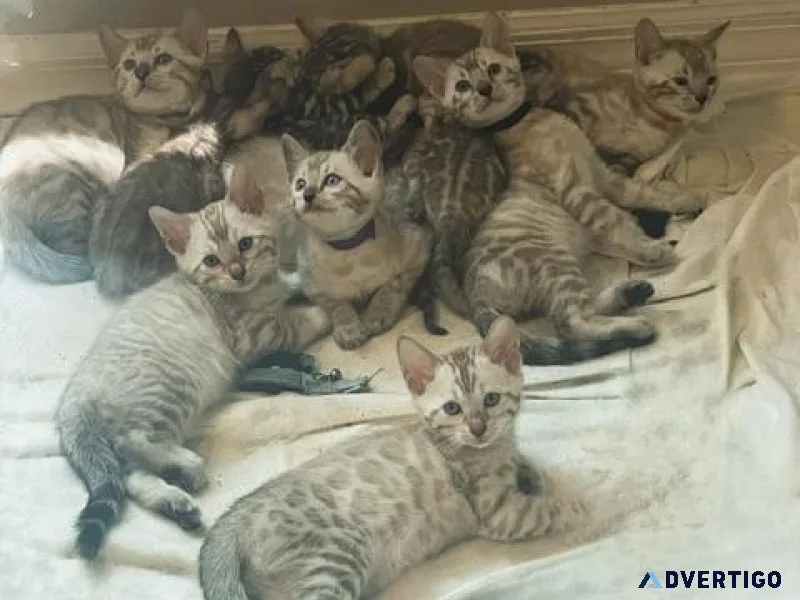 Bengal Kittens