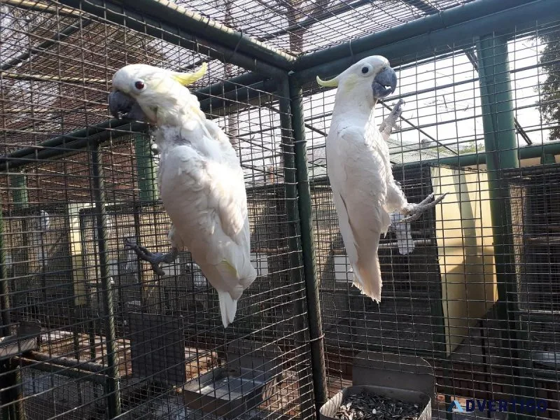 Tamed young talking Cockatoos for sale