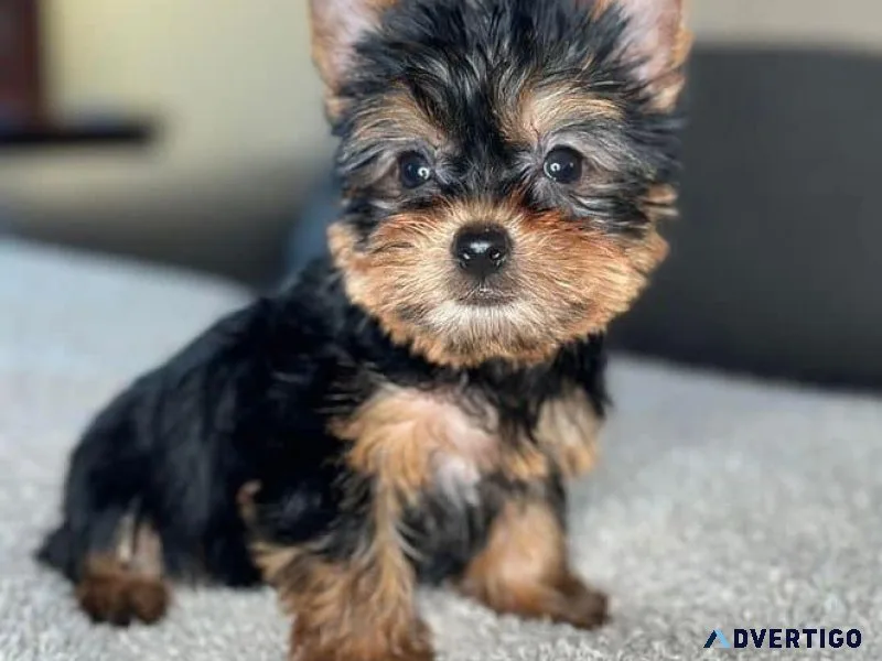 Teacup yorkie available for adoption