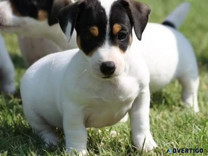 Gorgeous Jack Russel Terrier puppies