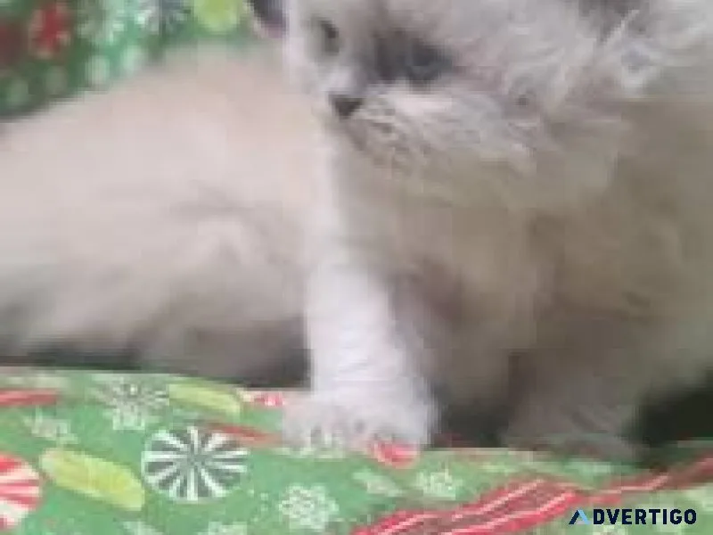 Munchkin and Persian babies