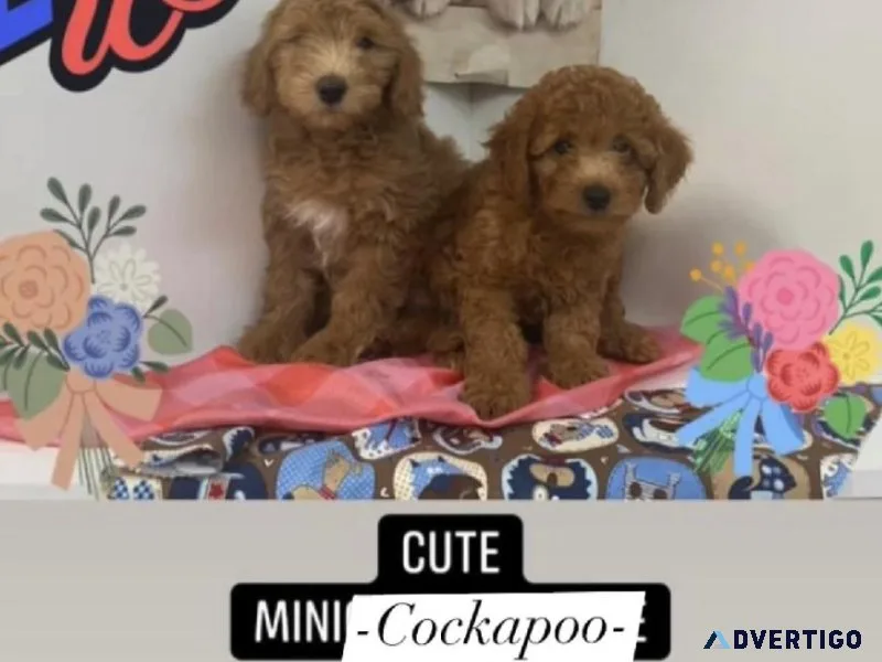 Gorgeous puppies for sale in miami305-266-7324