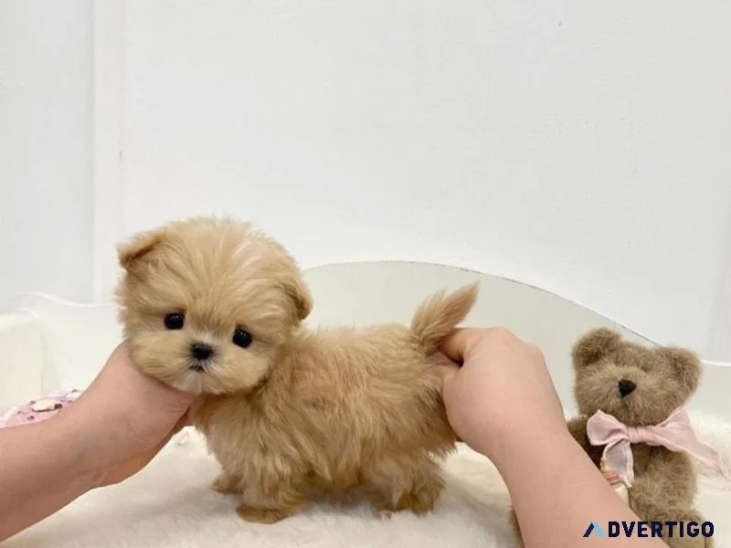 Tcup Maltipoo Puppies