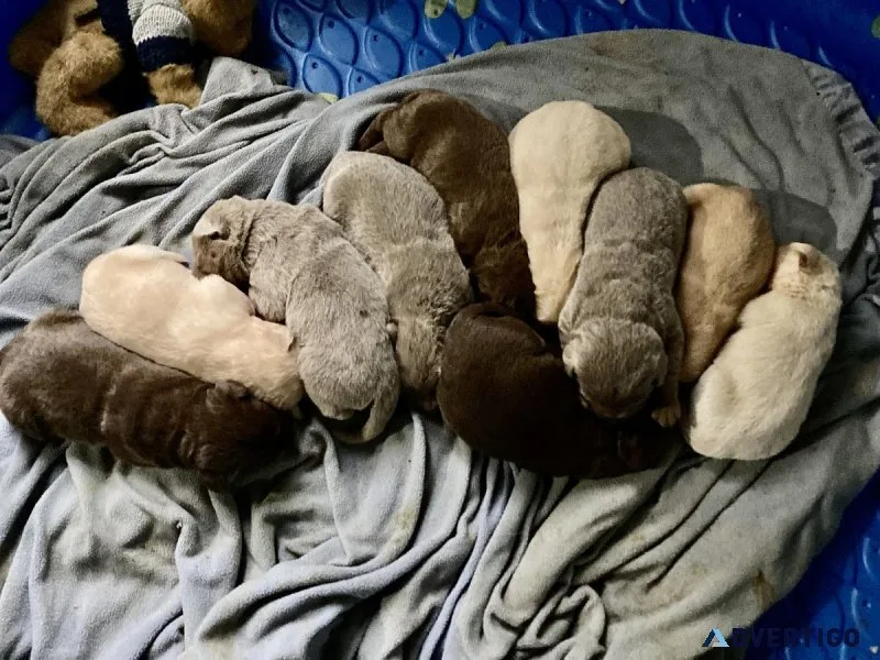 AKC Labrador Retriever Puppies