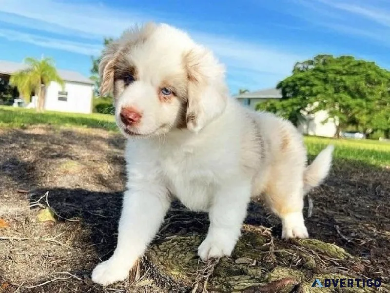 Adorable Australian Shepherd Pups