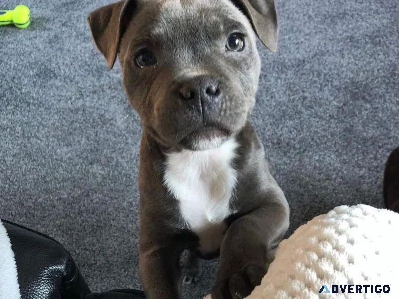 Staffordshire Bull Terrier Puppies