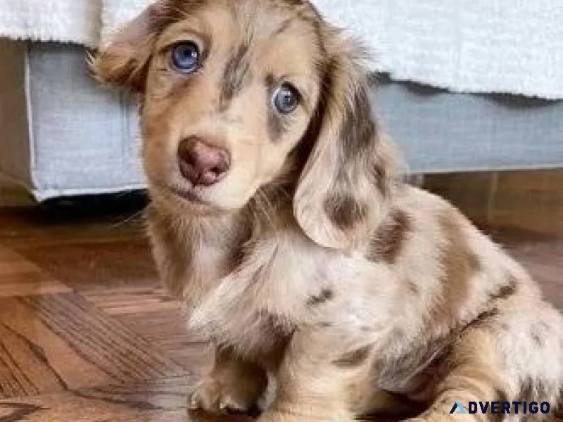 Miniature Dachshund Puppies
