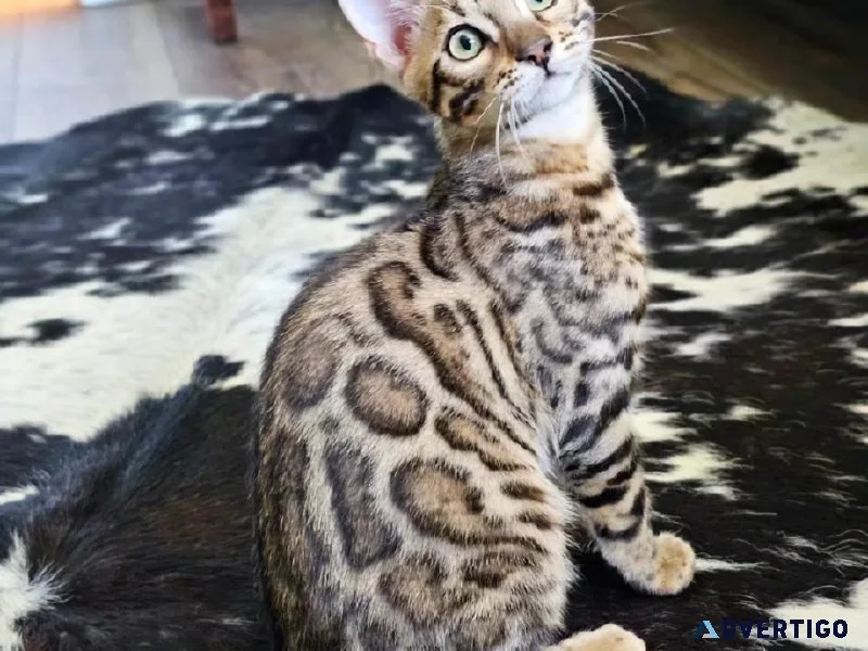 TICA registered bengal kittens