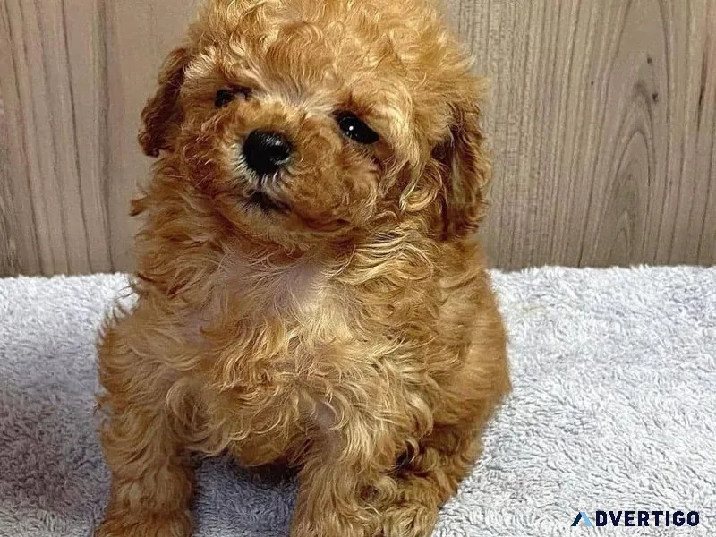 Teacup poodle Yorkie
