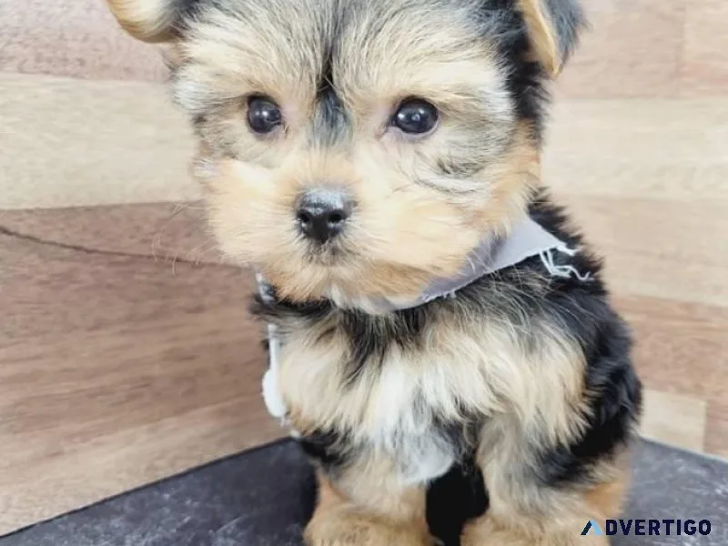 yorkshire terrier akc