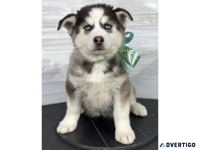 Beautiful Siberian Husky Black and white.