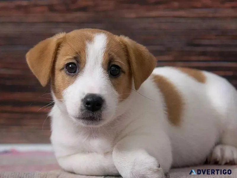 Jack Russell Terrier Puppies