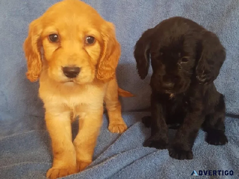 Gorgeous Cocker Spaniel puppies