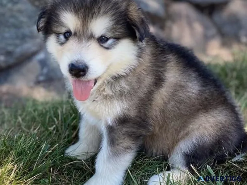 Home raised Alaskan Malamute puppies for sale