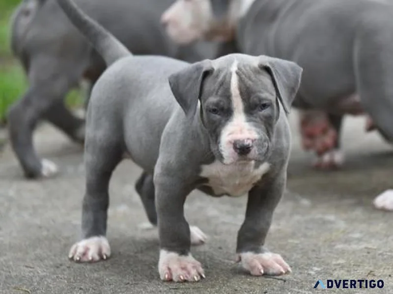 Home raised American Pit Bull Terrier Puppies