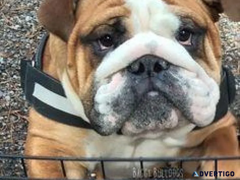 Dog for sale