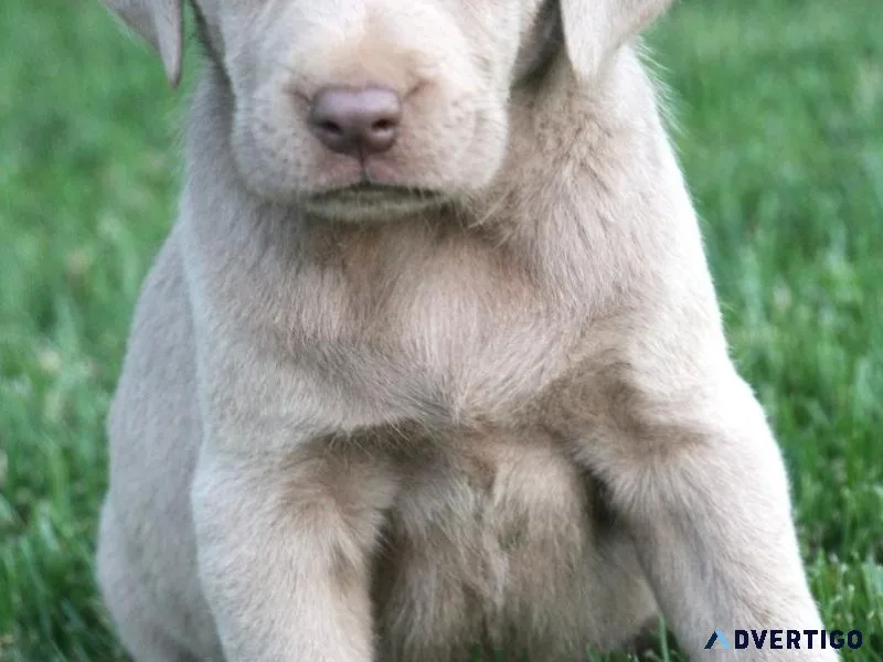 Labrador Retriever Pups AKC