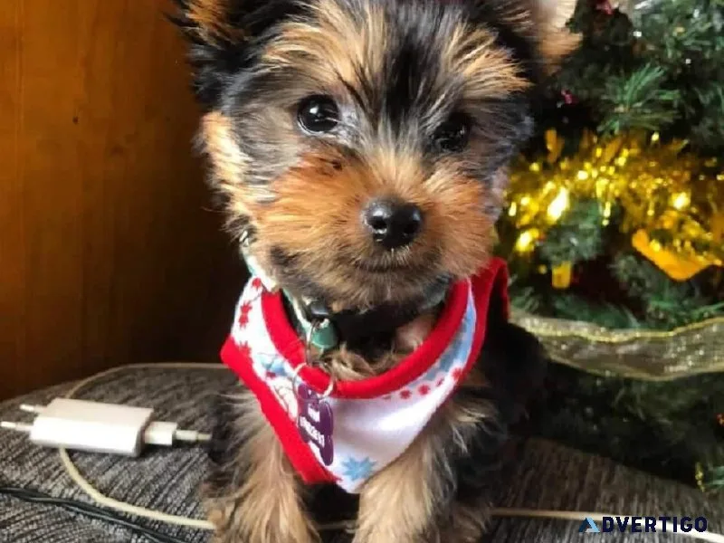 Teacup Yorkskire Terrier Puppies