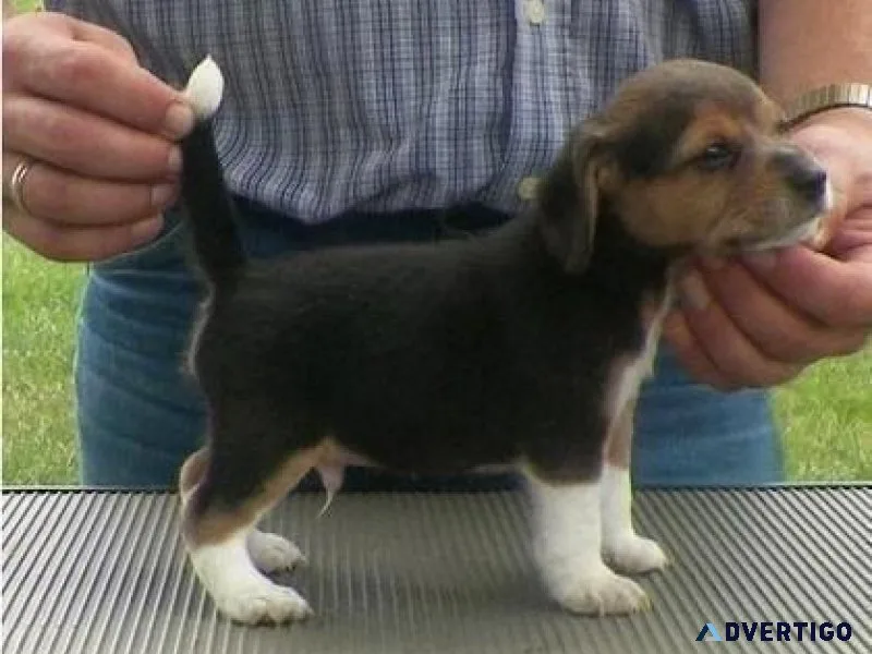 Brittany Puppies